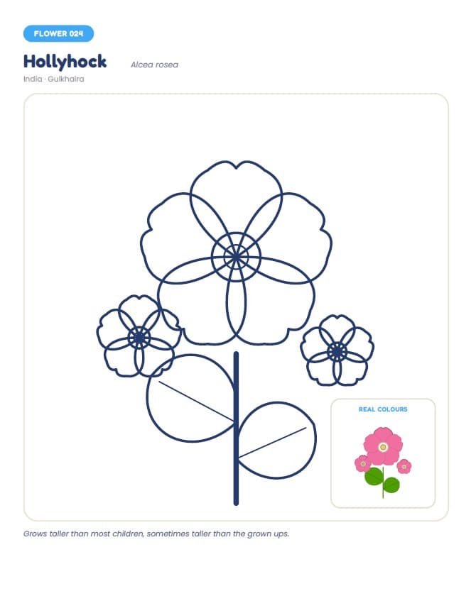Flowers Colouring Book: 104 Flowers from India and Around the World — A look inside the pack — Hollyhock