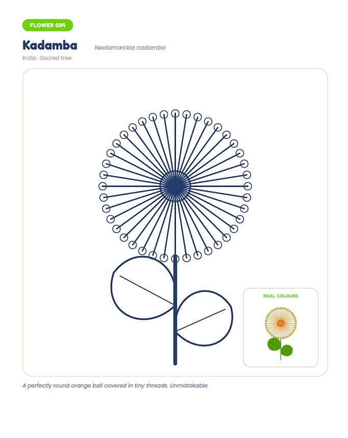 Flowers Colouring Book: 104 Flowers from India and Around the World — A look inside the pack — Kadamba